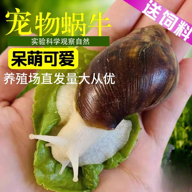 Улитка белый нефрит, улитка для наблюдений, студенческий эксперимент, разведение, большая улитка, декоративный питомец