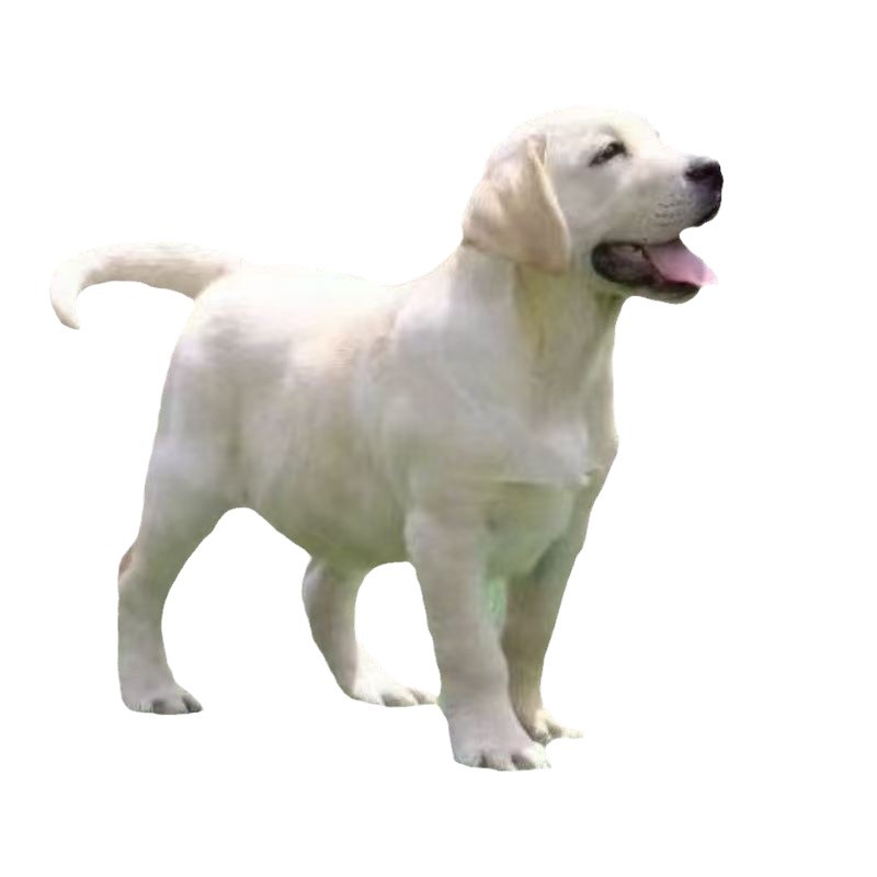 Pure Labrador Living Tour Puppies Puppy Living Objects Double Blood Identification Blind Dogs Large Dogs Pet Dogs