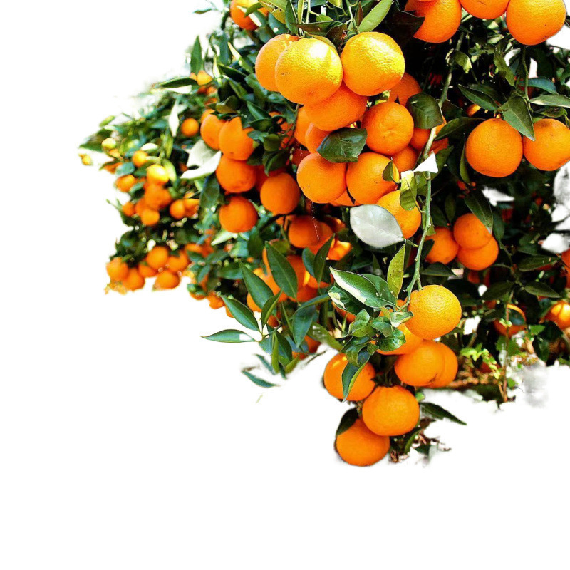 Ugly Tangerine Sichuan Rake Mandarin Shiranui Fresh Fruit Orange Super Sweet Daddy Mandarin Non-Woman Mandarin Wholesale