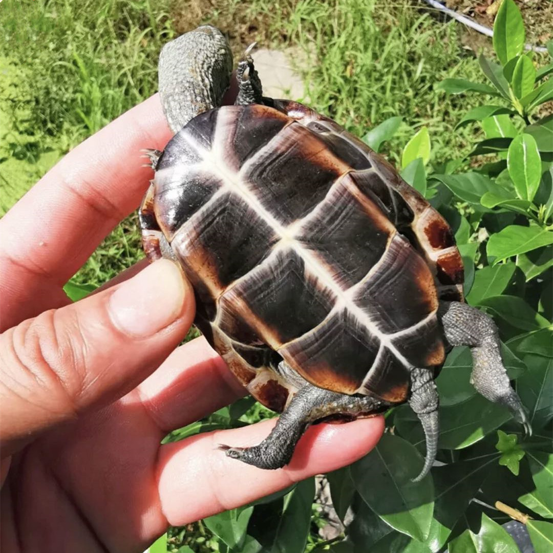 Living turtle in Waitang, Chinese grass turtle, ornamental pet living creature, small turtle, golden thread, tortoise seedling farm wholesale