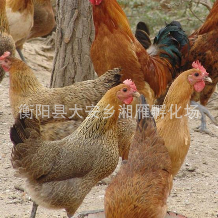 Wholesale Native Chicken Seedlings, One-Day-Old Live Green-Footed Hemp-Feathered White-Meat Female Seedlings, Egg Chicken Seedlings, Free-Range Mountain Chickens