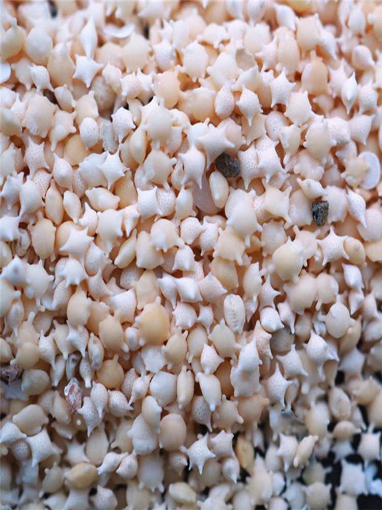 Песок УФ клея раковина конха рукоделие раковина конха декор мини морской песок