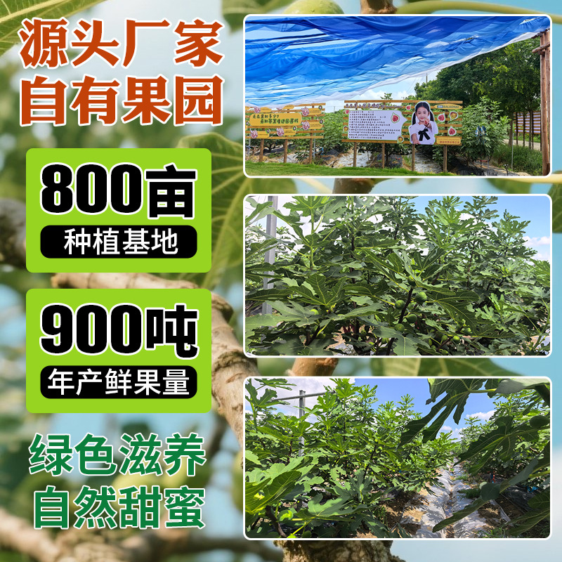 In Stock Farm specialty dried fruit snacks for pregnant women wholesale canned leisure food gift box dried fruit snacks