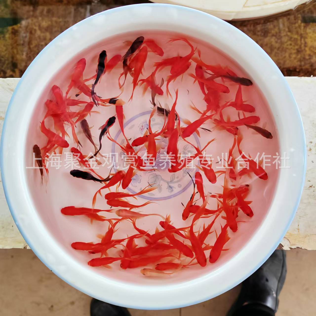 Small Goldfish Live Fish Good Live Goldfish Ornamental Fish Live Grass Gold Live Fish Wholesale Stall Jar Small Red Grass Resistant Live Fish