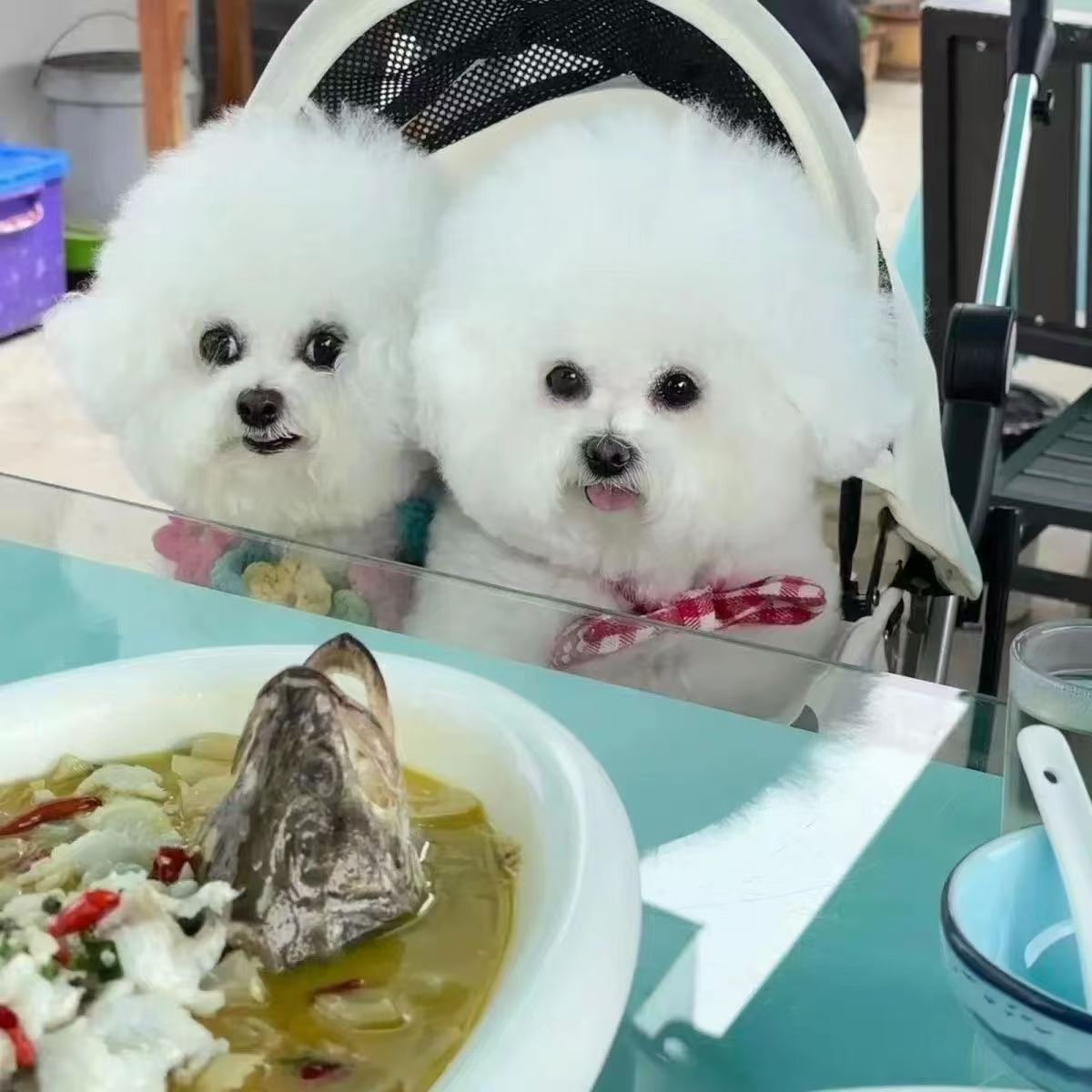 Wholesale Purebred Bichon Frize Puppies Live Bichon Frize Puppies Pet Dogs Bichon Frize Teacup Dog Bichon Frize Small Size Dogs
