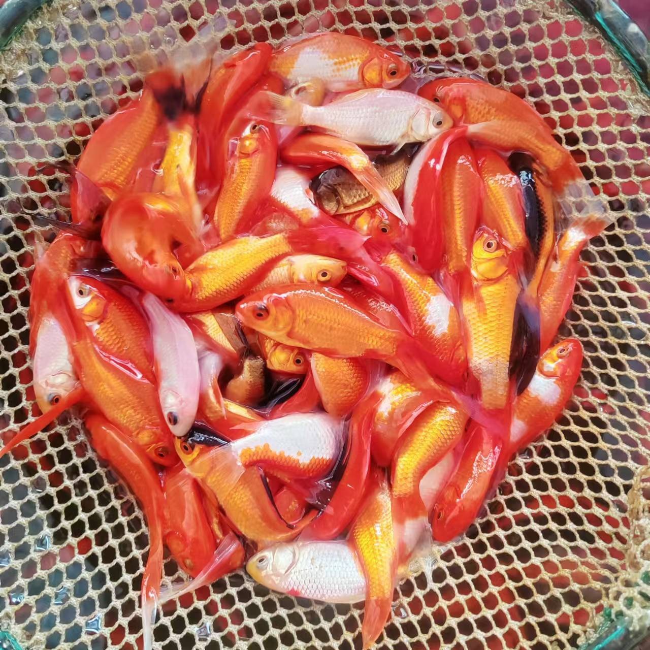 Small Live Goldfish, Small Ornamental Goldfish, Live Small Red Grass Goldfish, Wholesale Stall, Jar, Durable, Strong Ornamental Value
