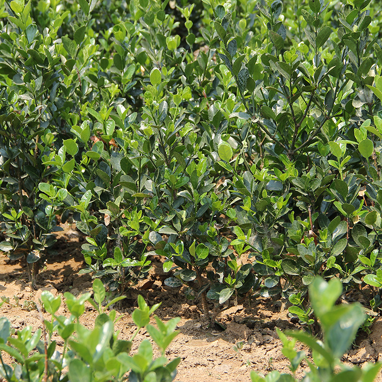 Holly Seedlings Garden Road Project Greening Shrubs All Year Round Evergreen Courtyard Fence Fence Seedlings Large-Leaf Boxwood