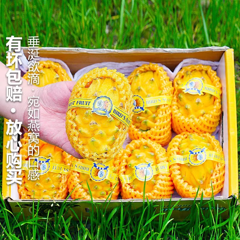 Sf 2.5kg Gift Box Bird's Nest Fruit Fresh Dragon Fruit White Heart Unicorn Fruit Seasonal Fruit for Pregnant Women Whole Box Free Shipping