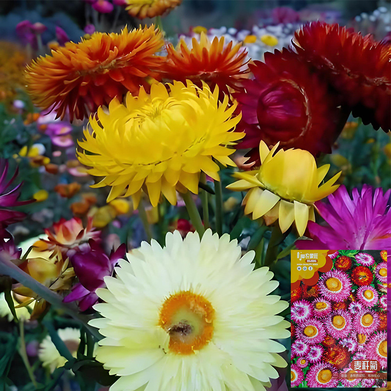 Семена хризантемы из пшеничной соломы, семена для озеленения, горшечные растения, семена для срезки цветов