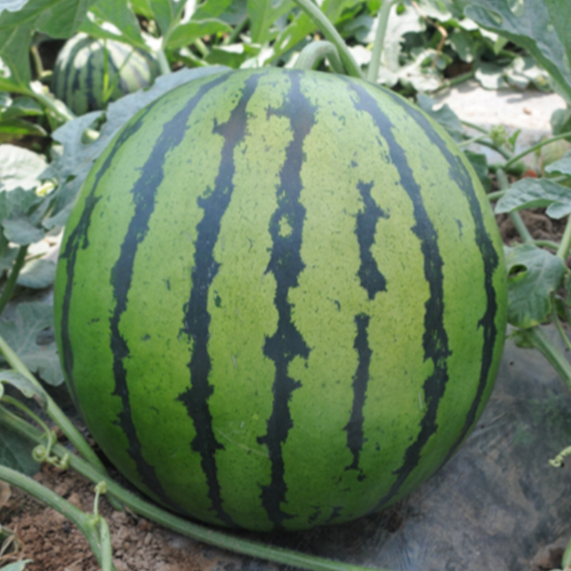 Kirin 8424 Watermelon Seeds, Early Maturing, Early Maturing, Lazy Man Rock Sugar, Kirin Jingxin Watermelon Seeds, Sweet and Crisp Fruit Seeds