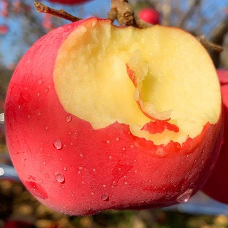 Shandong Yantai Red Fuji Apple Now Available Apple Red Fuji Dropshipping