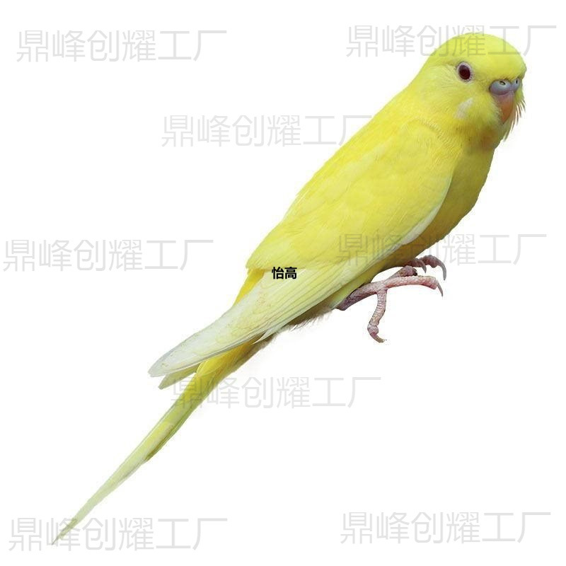 Parrot Live Bird, Budgerigar, Small Bird, Live Bird, Talking Bird, Live Bird Pet, Cockatiel, Lovebird