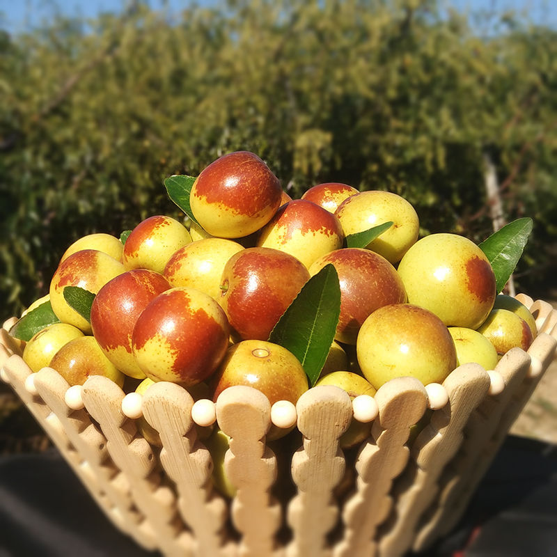 Freshly Picked Shaanxi Dali Winter Jujube, Freshly Picked Fresh Jujube, Seasonal Milk Fresh Jujube Fruit, Dropshipping