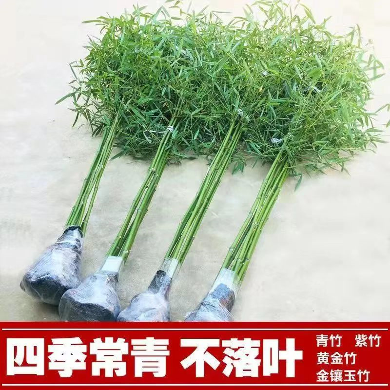 Dropshipping Bamboo Seedlings, Purple Bamboo, Green Bamboo Garden Small Bamboo Seedlings, Northern Cold-Resistant Saplings, Evergreen Plants in All Seasons