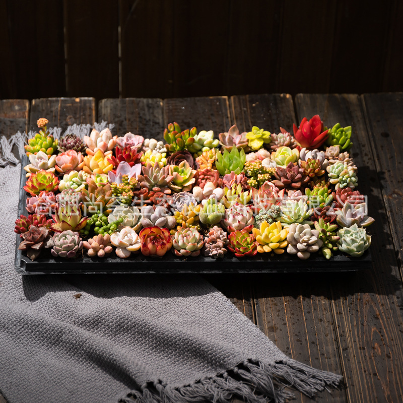 【Whole Box Can Be Mixed Batch】Wholesale Succulent Plants, Easy-To-Grow Varieties, Potted Succulents, Easy to Care for