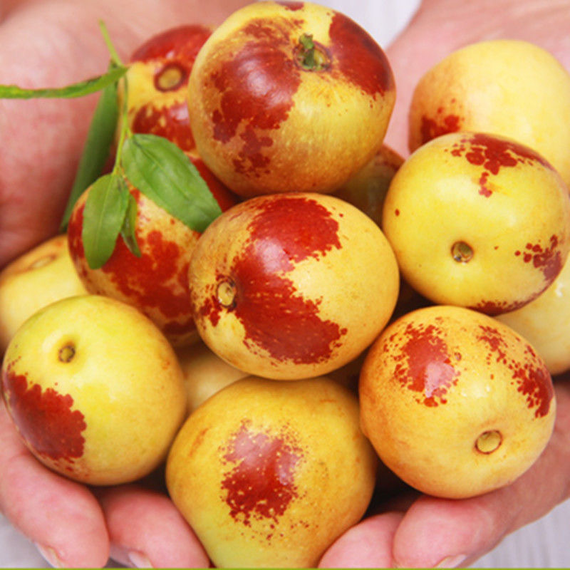 The First Crop of Shaanxi Dali Winter Jujube, Seasonal Fruit for Pregnant Women, Big Red Jujube, Wholesale Gift Box from the Place of Origin, Freshly Picked and Fragrant and Sweet