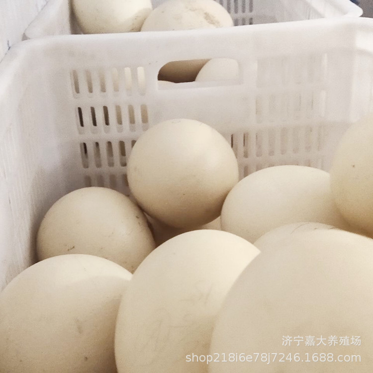 How Much Is a Fresh Ostrich Egg? How Many Ostrich Eggs Are There? Is Ostrich Meat Delicious?