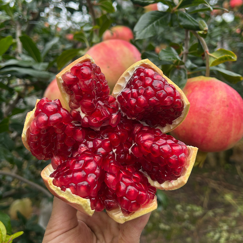 [Sf Express] Sichuan Huili Tunisian Soft-Seed Pomegranates, Freshly Picked and Shipped in Gift Boxes