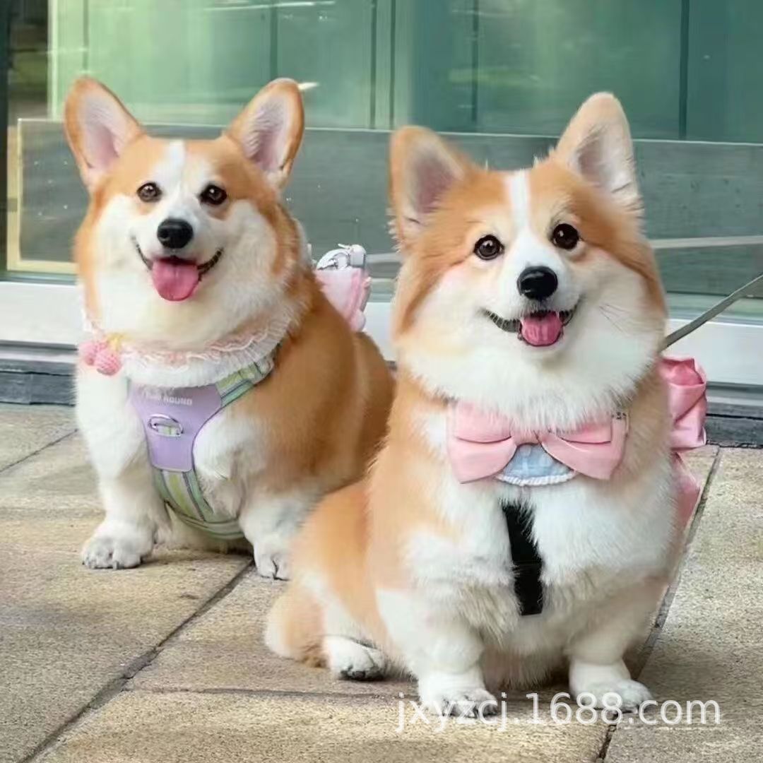 Purebred Corgi Puppy Corgi Living Small Corgi Puppy Living Thing Two-Color Corgi Three-Color Corgi Pet Dog