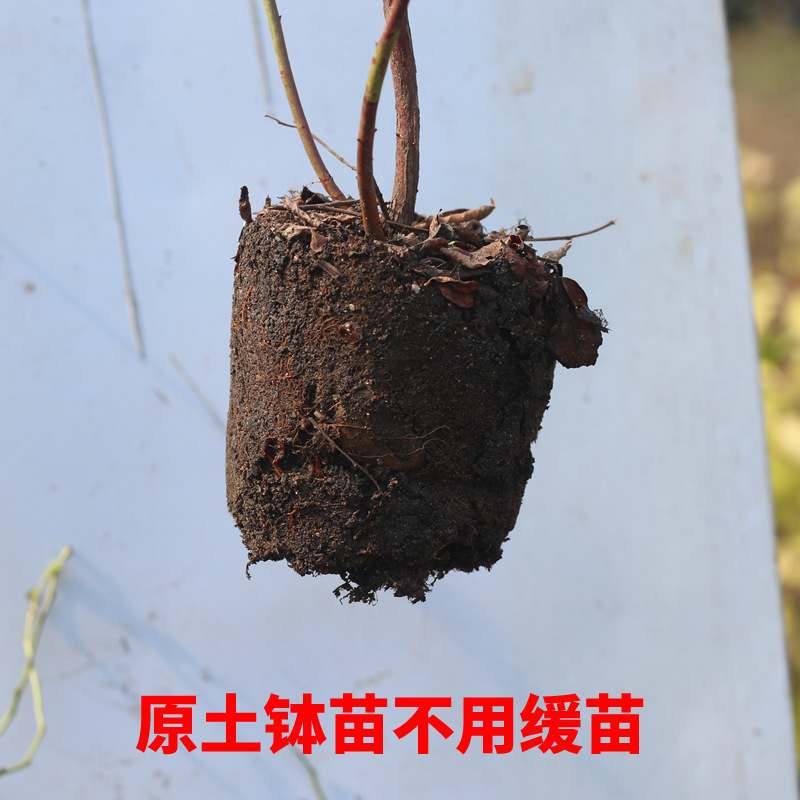 Dropshipping Blueberry Seedlings for Planting in the South and North, Suitable for Home Potted or Ground Planting, Large Seedlings for Balcony