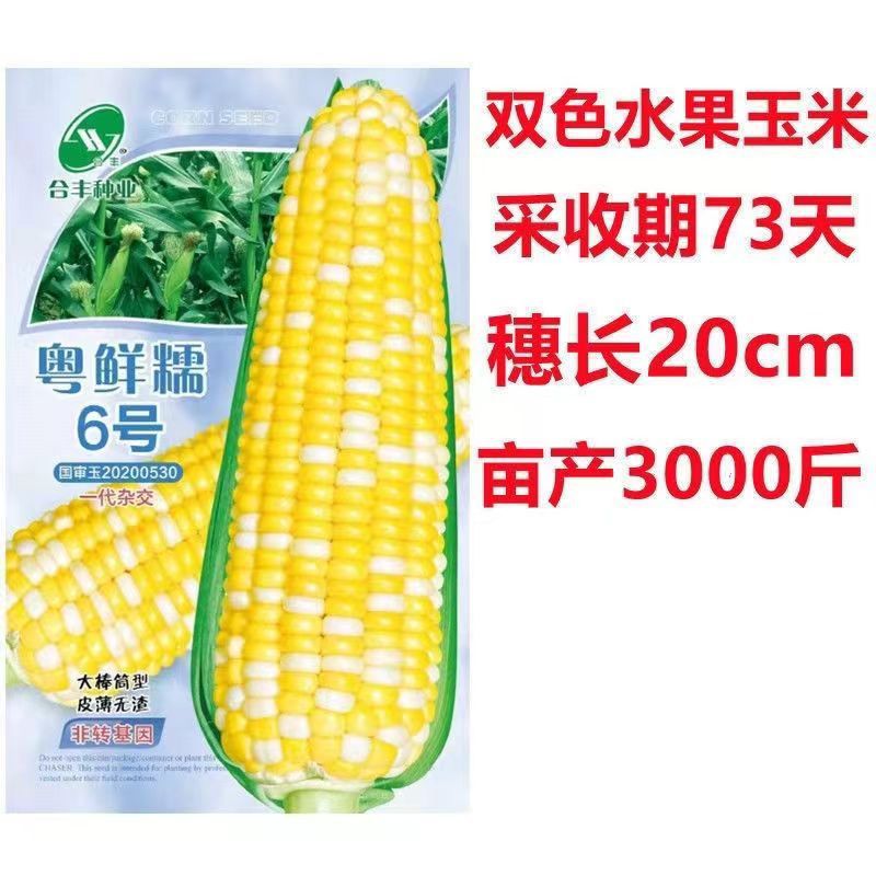 Guangdong Fresh Glutinous No. 6 National Review Corn Seeds Sweet and Juicy Two-Color Fruit Corn Seeds Early-Maturing Large Stick Corn Seeds