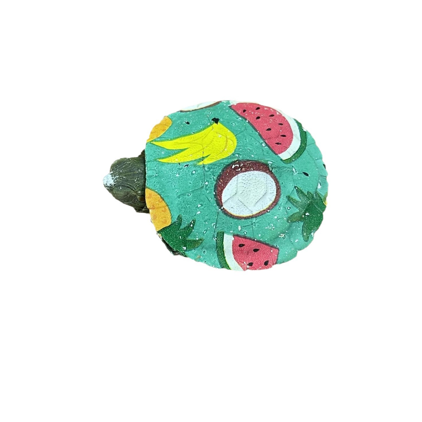 Colorful Little Turtles, Colorful Golden Brazilian Turtles, Grass Turtles, Street Stalls, Live Animals, Wholesale Small Turtles, Pet Turtles, Ornamental Turtles