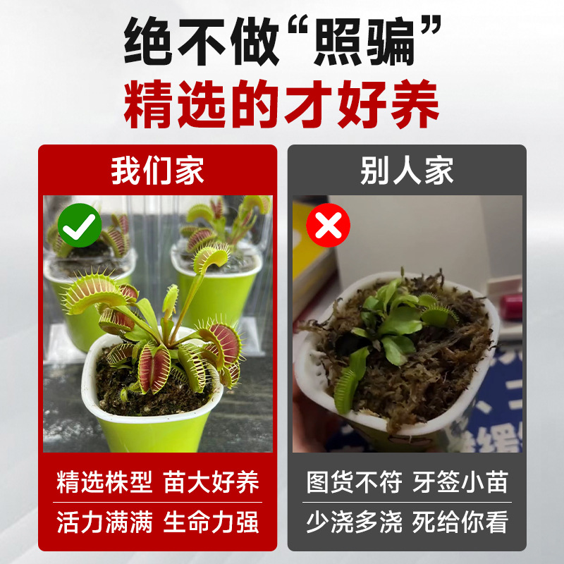 Extra-Large Venus Flytrap Potted Plant for Kindergarten, Pitcher Plant Insectivorous Carnivorous Flower Hydroponic Plant, Sundew Mosquito-Repelling Green Plant