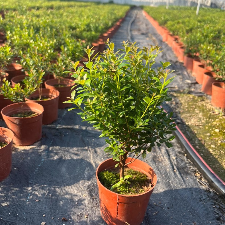 Мелколистный красный нан, бонсай, мини-растение, комнатный цветок, офисный стол, маленькое зеленое растение, легкое в уходе круглый год