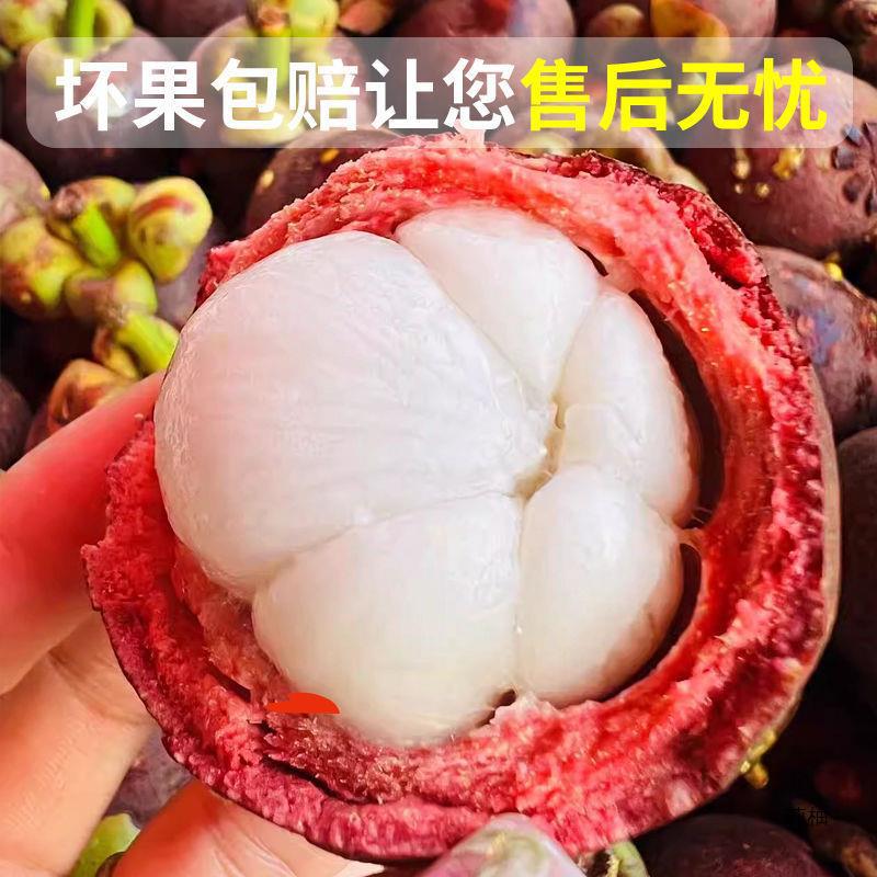[Sf Express] Authentic Thai Mangosteen, Fresh Large Fruits in Season, Suitable for Pregnant Women, 4A//6A Whole Box with Free Shipping
