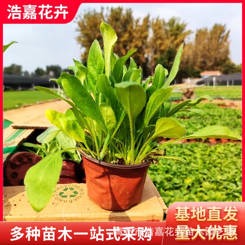Pine Cone Seedlings Potted Qingzhou Supplies May Day Seedlings Perennial Florals Perennial Pine Cone Seedlings