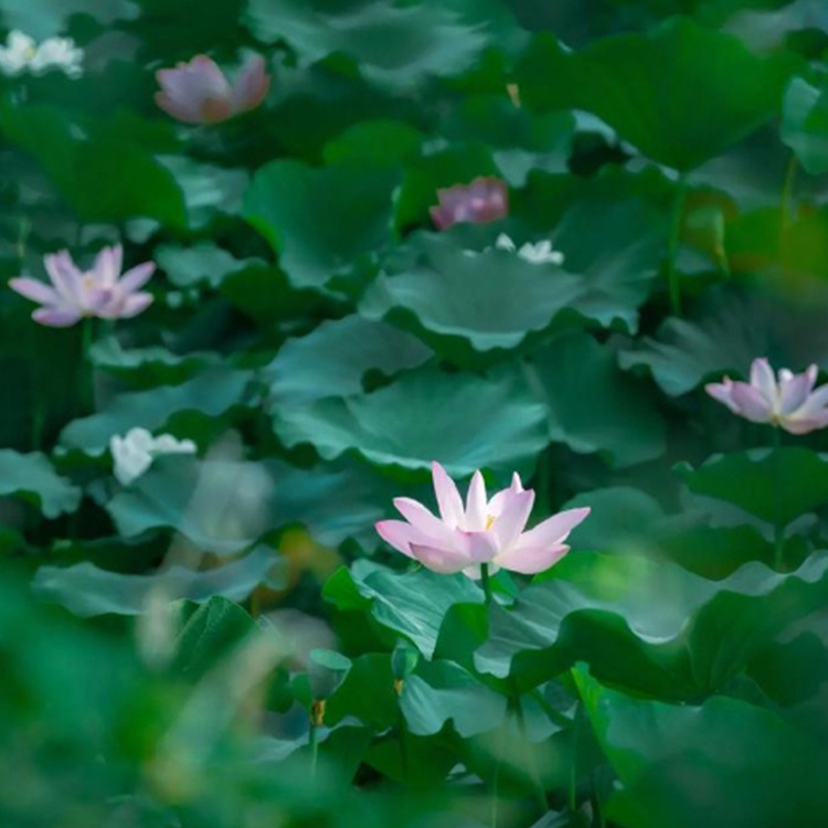 Garden Ornamental Lotus, Moisture-Loving Lotus with Long Flowering Period, Multi-Color Lotus for Water Body and Wetland Greening Can Be Ordered