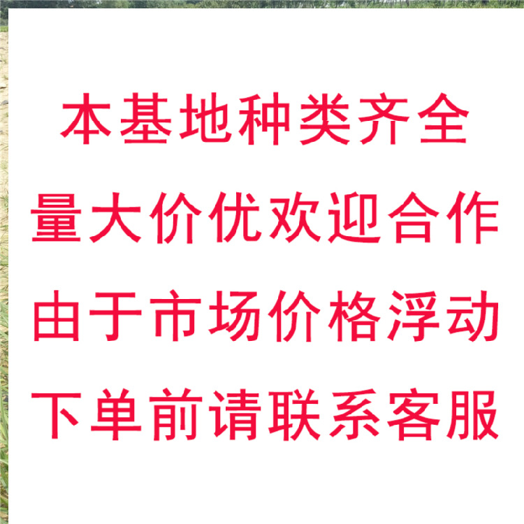 Engineering Greening Seedlings Ophiopogon Japonicus Medium-Leaf Fine-Leaf Ophiopogon Japonicus Seedlings Qingzhou Base Wholesale Ophiopogon Seedlings