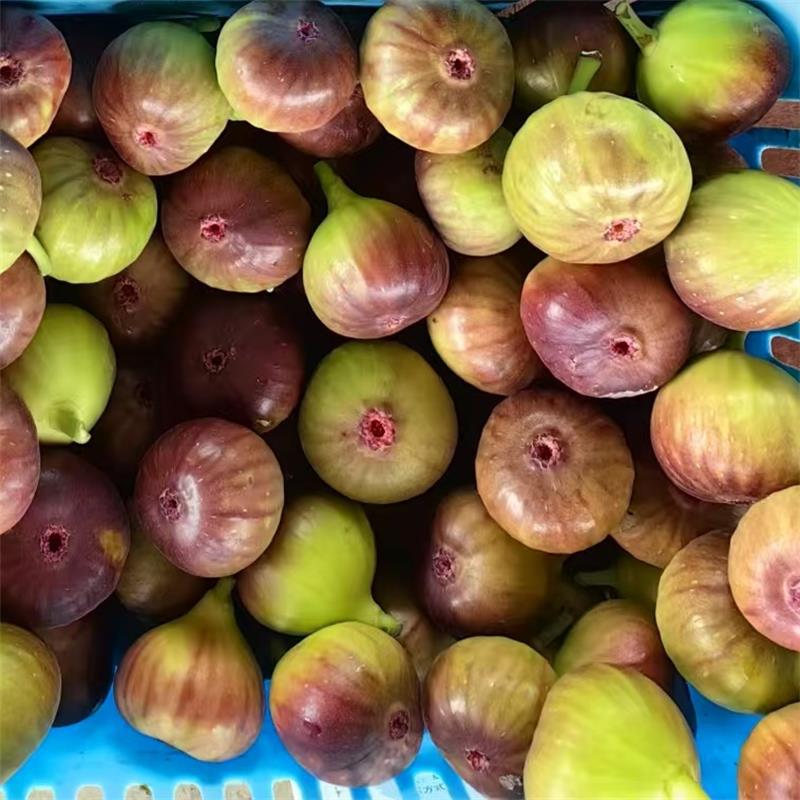 Sichuan Yunnan Fig Pokémon Red Whole Piece Free Shipping Fresh Fruit in Season Fig Dropshipping