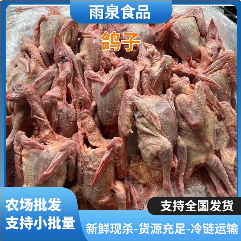 Freshly Slaughtered Young Pigeons, Chilled Pigeons, Catering Restaurants and Hotels Supply Chilled Young Pigeons for Wholesale