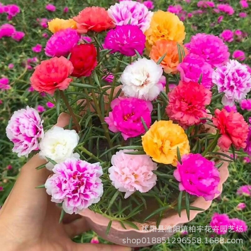 Семена зиннии, крупноцветные зиннии, семена подсолнуха с двойными лепестками, семена диких цветов на все сезоны, поддержка дропшиппинга