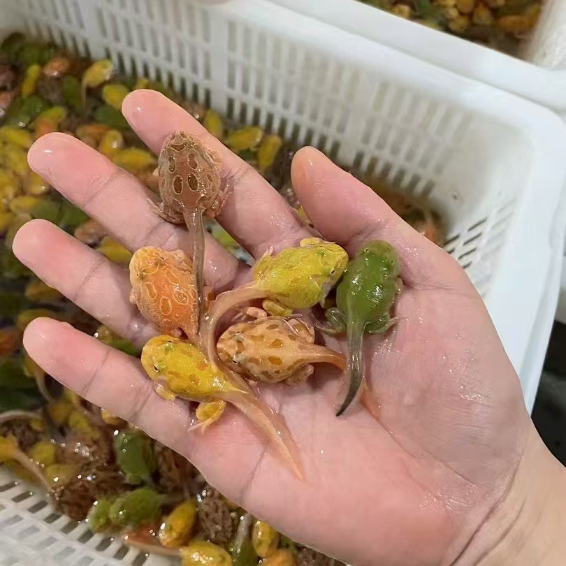 Horned Frog Green Horned Gold Horned Frog Pumpkin Clown Baby Non-Cattle Pet Stall Aquarium Children