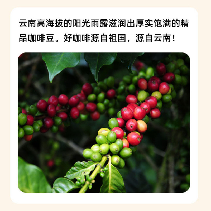 Cold Extract Capsule Coffee Concentrated Small Cans Coffee Cup American Freeze Dried Black Coffee Instant Black Coffee Wholesale