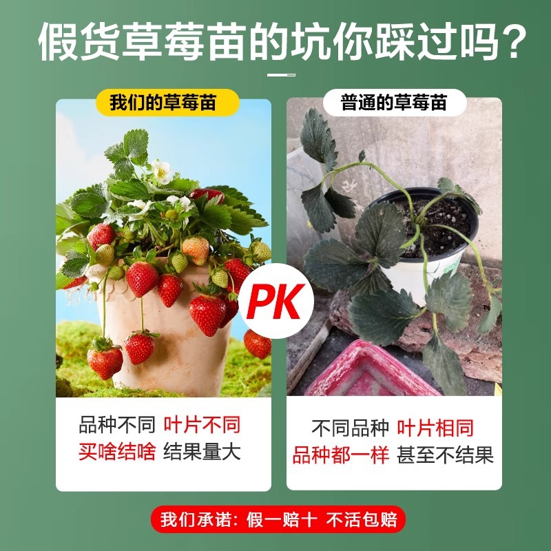 Strawberry Seedlings Bear Fruit in All Seasons, Potted Strawberry Seedlings, 99 Strawberry Seedlings, Cream Strawberry Seedlings, Extra Large Alpine Strawberry Seedlings