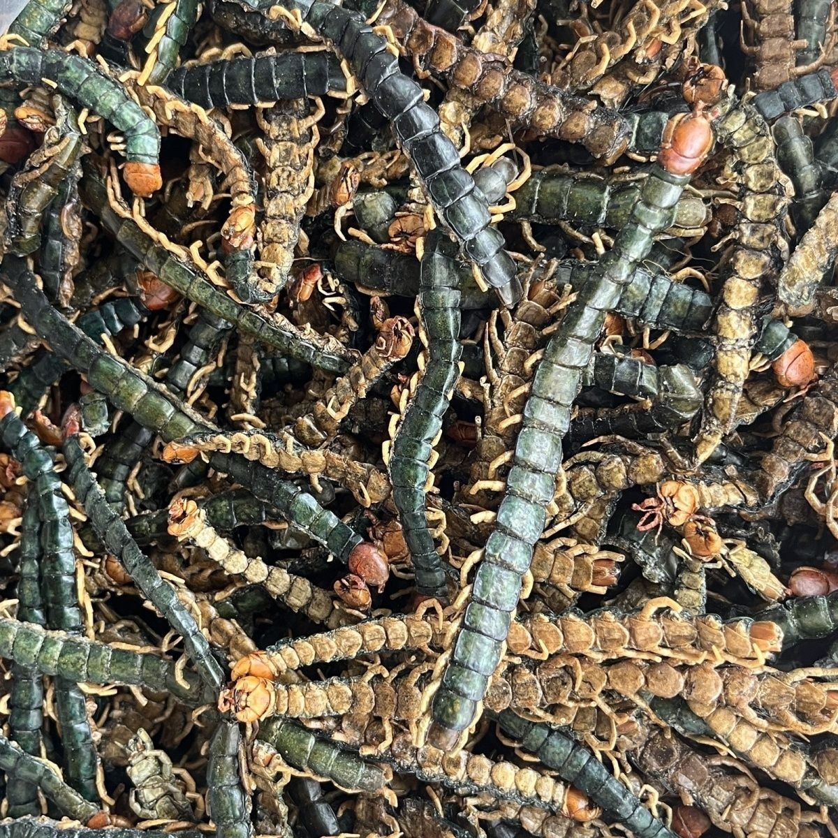 Whole Centipede Centipede Pete Large Centipede Dried Whole Centipede Meat Without Bamboo Skewers Centipede Skin Powder Can Be Ground into Powder