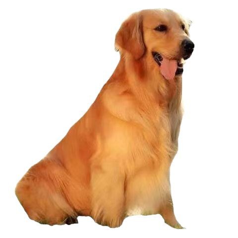 Wholesale Purebred Golden Retriever Puppies Live Golden Retriever Puppies Pet Dogs Golden Retriever Medium-Sized Dogs Guard Dogs Working Dogs