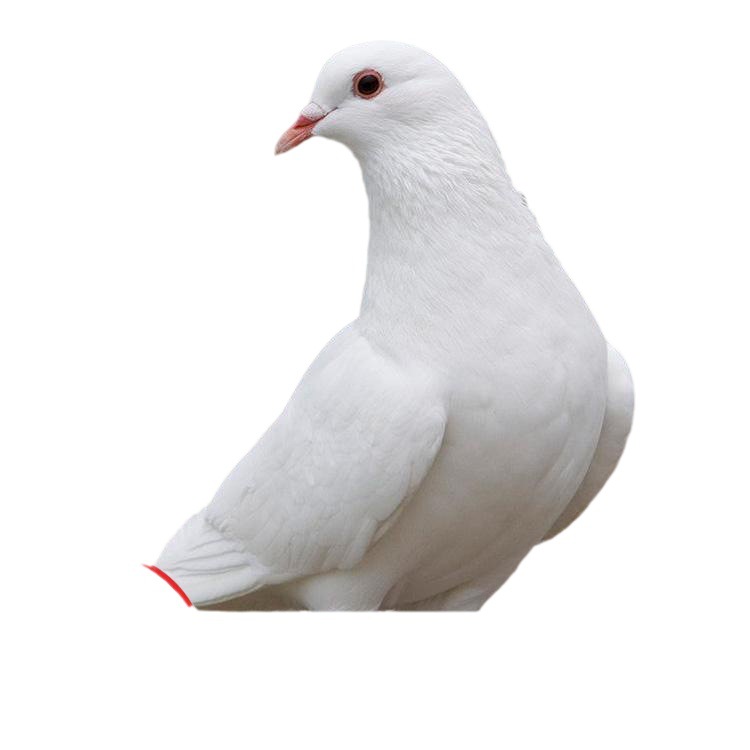 White-Feathered King Pigeon for Feeding in Scenic Spots, Interactive Square Pigeons, Live Pigeon Chicks for Scenic Spots