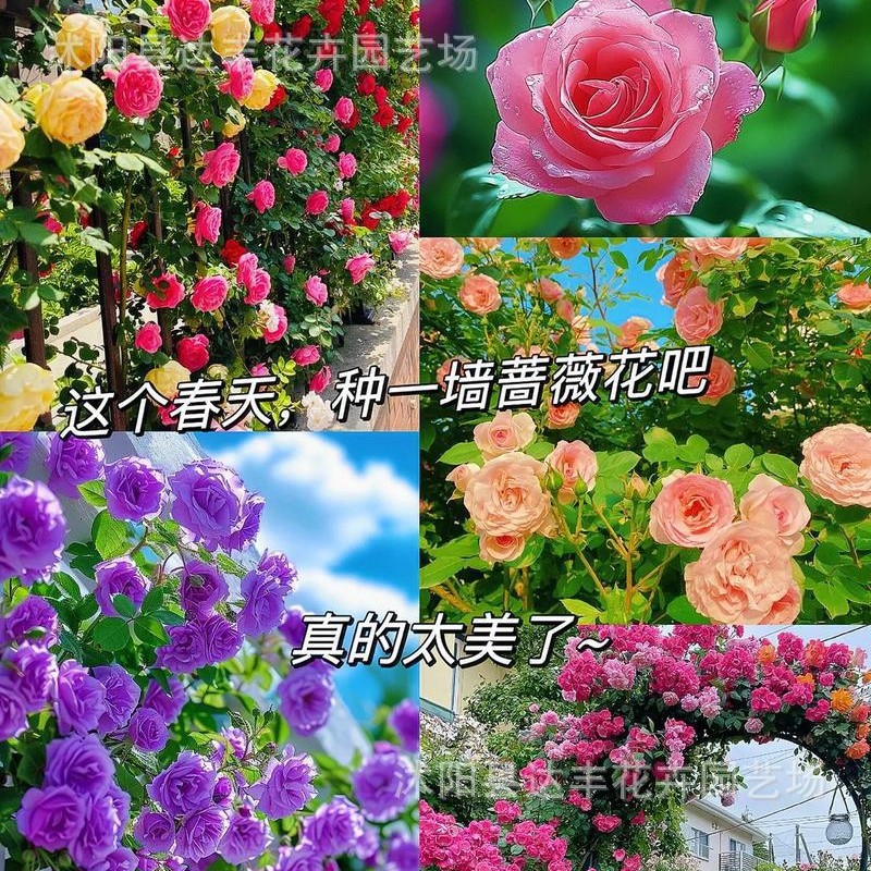 [E-commerce Explosions] Factory Wholesale Flower Seeds Various Flower Seeds Sowing Potted Balcony Garden Flower Seeds in Four Seasons