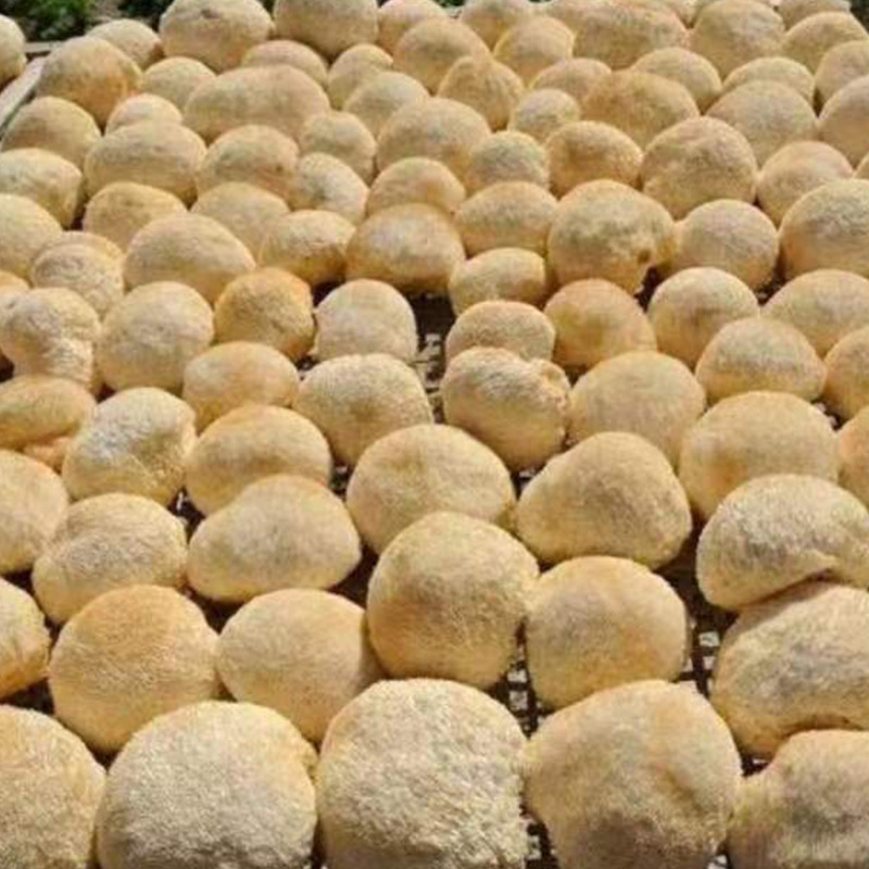 Hericium erinaceus base wholesale various specifications of Hericium erinaceus dry goods bulk Hericium erinaceus edible mushroom dry goods 500g