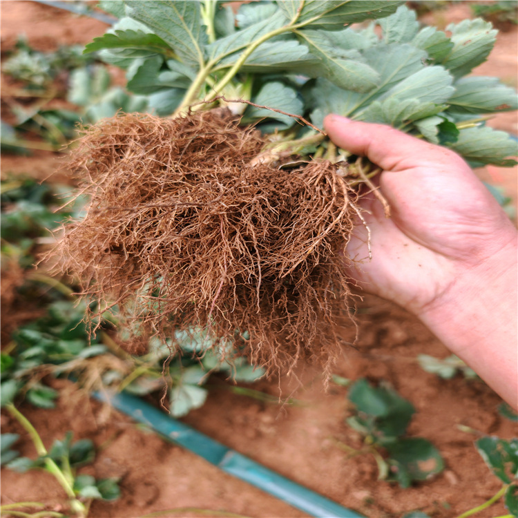 Miaoxiang No. 7 Strawberry Seedlings, Hard-Fruited Disease-Resistant and High-Yielding Strawberries, Miaoxiang Southern Varieties, Miaoxiang Strawberry Seedlings