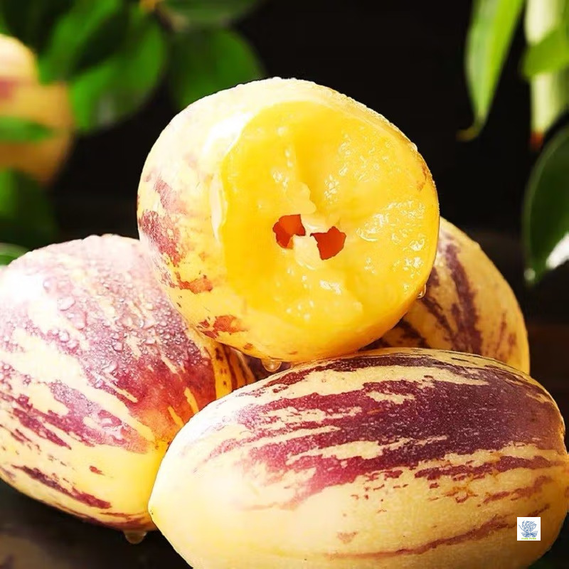 Gansu Minqin Desert Tree-Ripe Ginseng Fruit 4.5kg Seasonal Fresh Fruit Yellow Flesh Large Fruit Wholesale for Pregnant Women