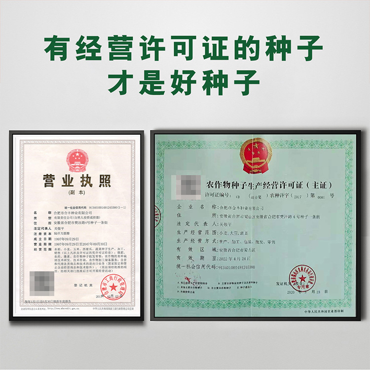 Red Pickled Pepper Seeds Hong Kong Pepper Seeds All Year Round Bullet Pepper Green and Red Balcony Potted Dual-Purpose Pickled Pepper Extra Spicy Vegetables