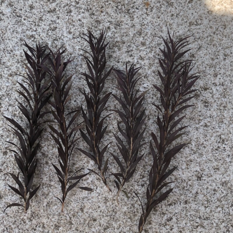 Preserved Flower Material New Year Thousand-layer Golden Leaf diy Material Fresh-keeping Greeting Card Dried Flower Gift Box Green Plant Photography Props