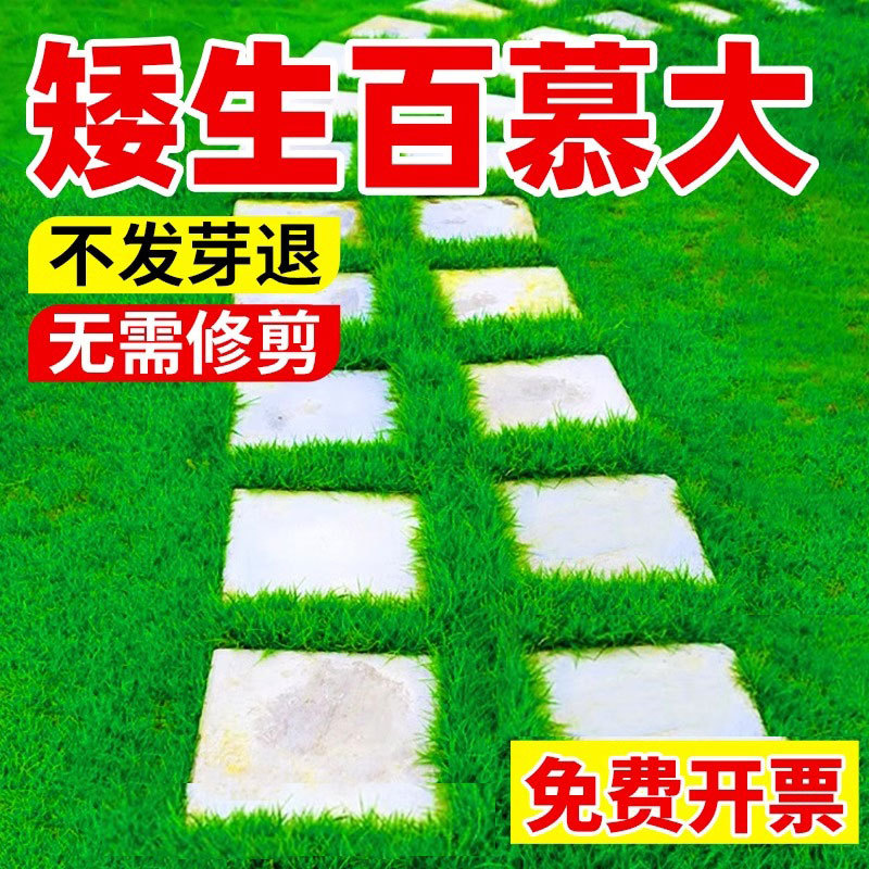 Семена бермудской травы вечнозелёные, карликовые и без обрезки, семена для газона во дворе, устойчивые к топтанию, холодостойкие и засухоустойчивые семена травы