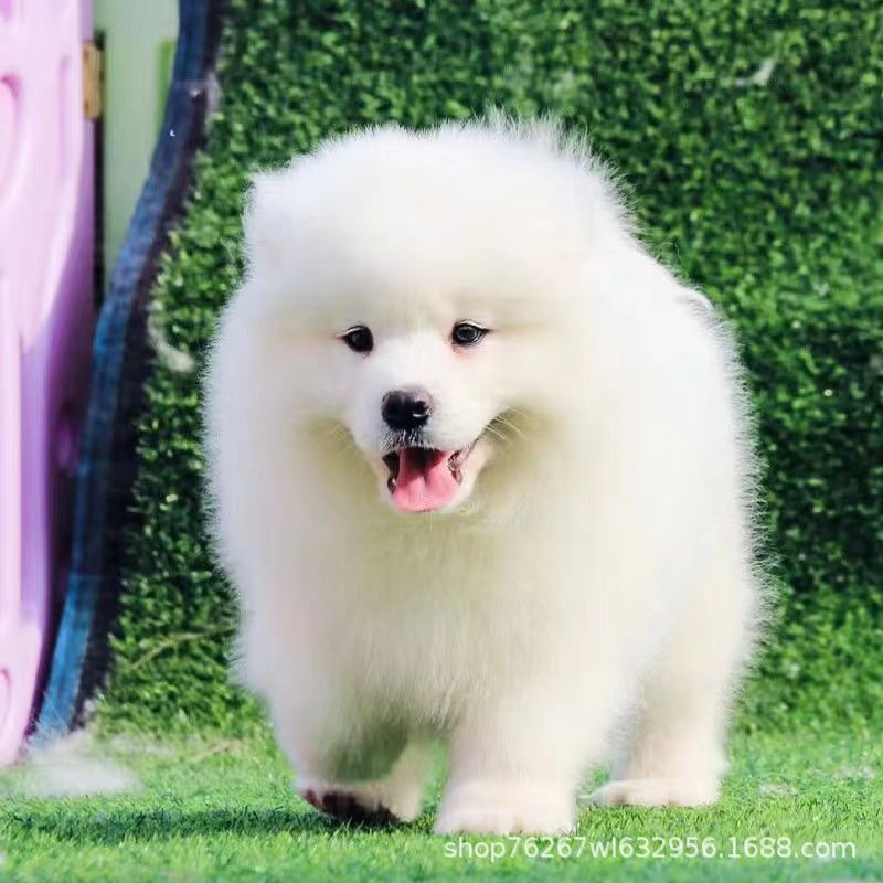 Wholesale Smiling Angel Samoyed Sleigh Puppy Living Pet Dog Work Dog Guard Dog Companion Dog