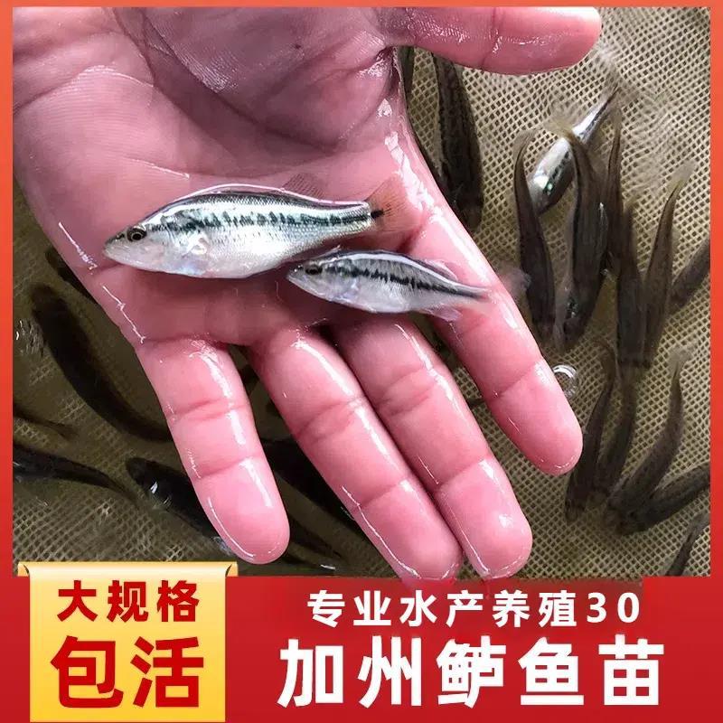 California Bass Fry Freshwater Cultured Large Bass Luya Large Mouth Black Bass Excellent Bass Cultured Fry